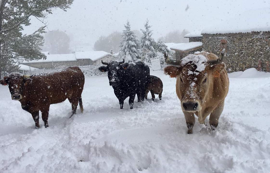 Los efectos de las grandes nevadas históricas sobre la fauna en Asturias a través de la prensa